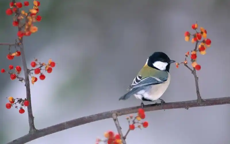动物,鸟类,大自然,动物,电脑壁纸,壁纸树枝上的小鸟