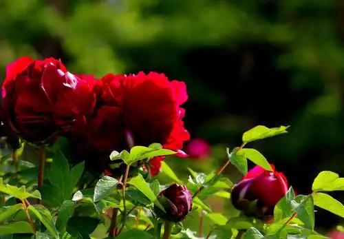 写美篇濂溪先生眼中的牡丹,花之富贵也,是吉祥富贵的象征