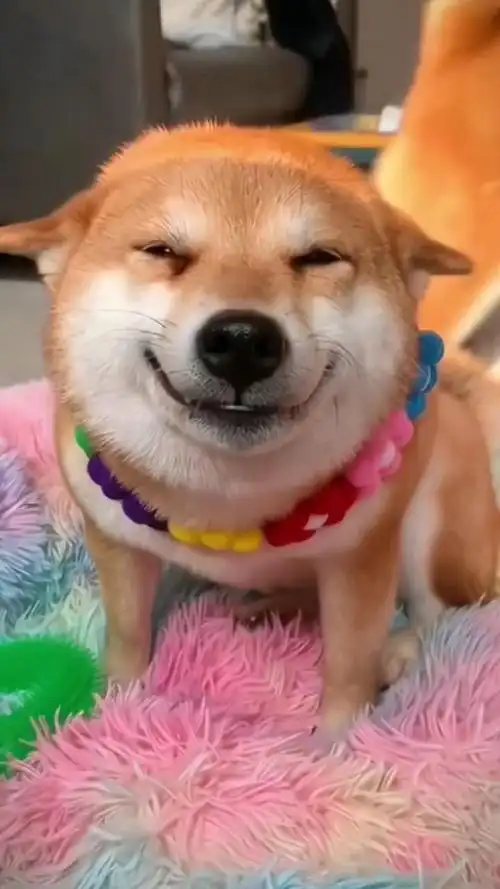 家有萌宠:谁能拒绝治愈系微笑的柴犬呢!