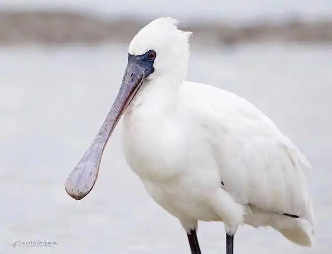 黑脸琵鹭  black-faced spoonbill    platalea minor   鹈形目  鹮科