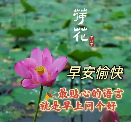 早上特漂亮早上好鲜花图片带字祝福语最美夏日早安问候祝福图片