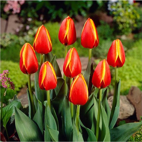 荷兰郁金香大种球5颗-亿品赞