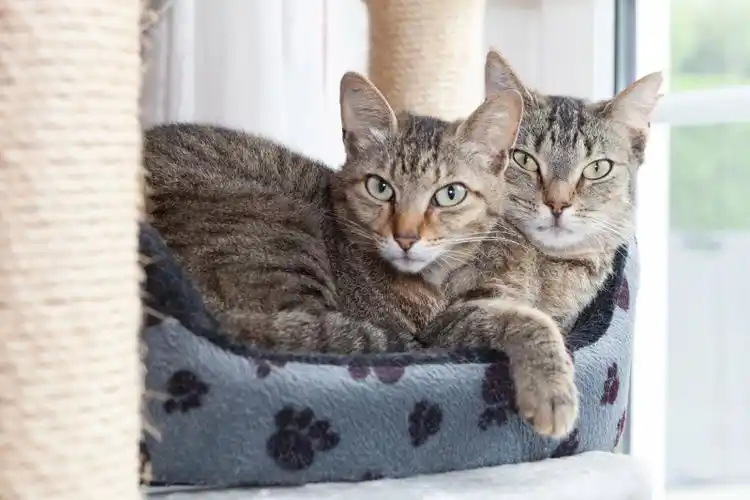 两只猫互相拥抱—正版高清下载,购买_视觉中国图片素材中心