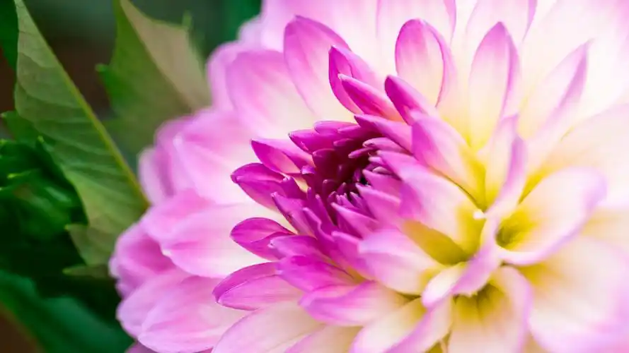 唯美花卉锁屏高清电脑壁纸下载-高清壁纸-壁纸下载-美桌网