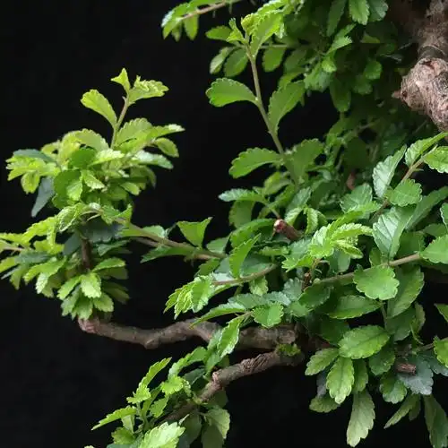 原生小叶小叶榆榆树榔榆老桩盆景露根疙瘩提根绿植