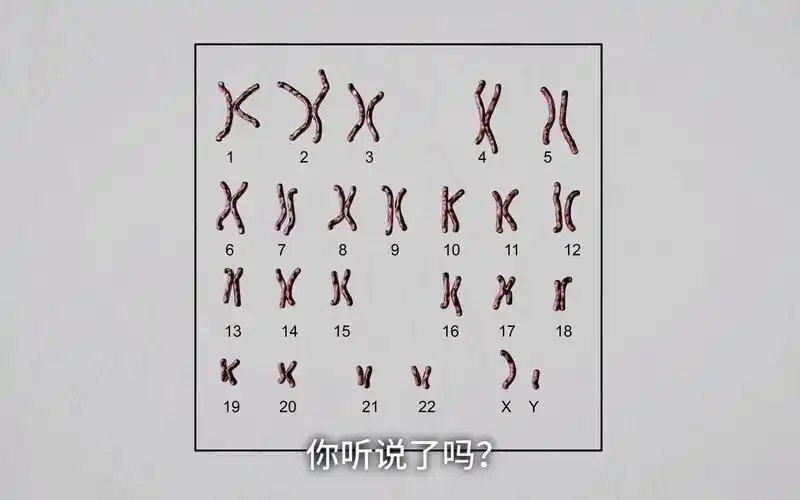 男性的y染色体正逐渐消失多年后将不存在男人