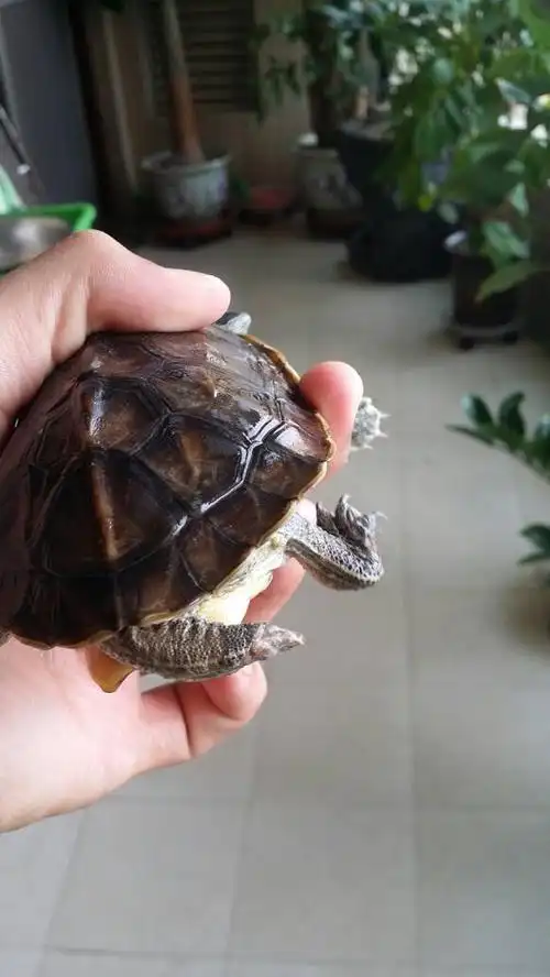 我想知道为什么乌龟尾巴会这样呢.