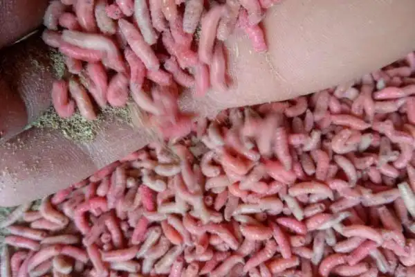 蛆虫养殖技术,挂黑色的窗帘放逃跑和保暖