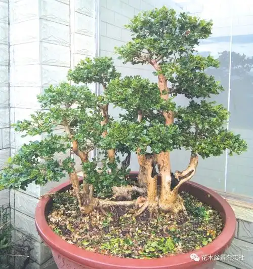 黄杨丛林盆景《童梦》创作后记