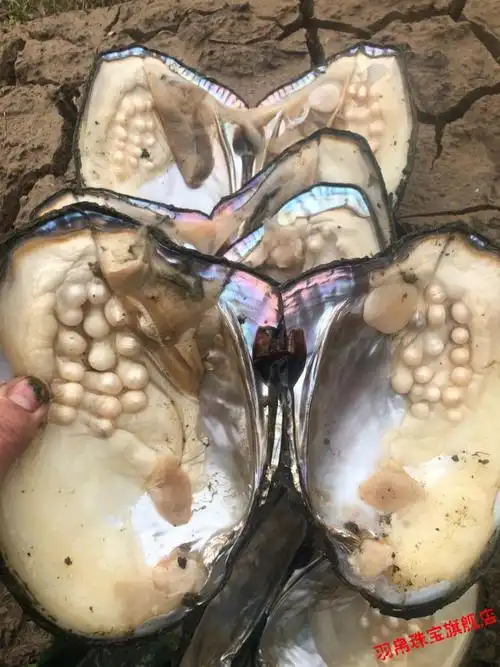 珍珠蚌自己开 珍珠活蚌可自己开蚌多珠蚌单珠蚌自