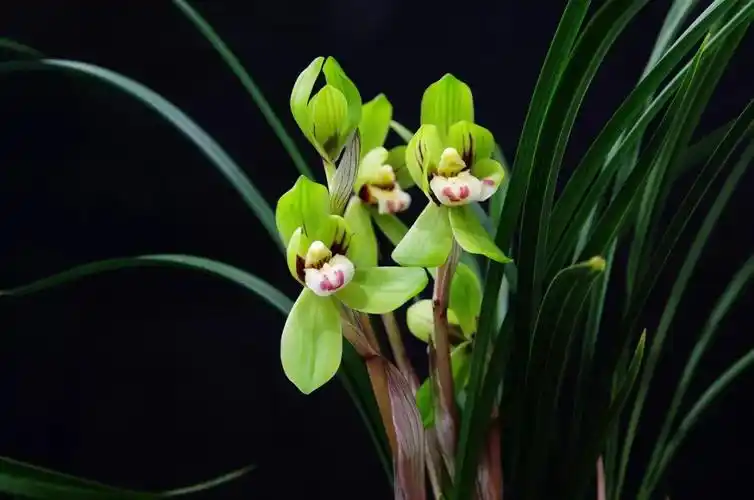 最全的兰花品种大全,赶紧收藏!