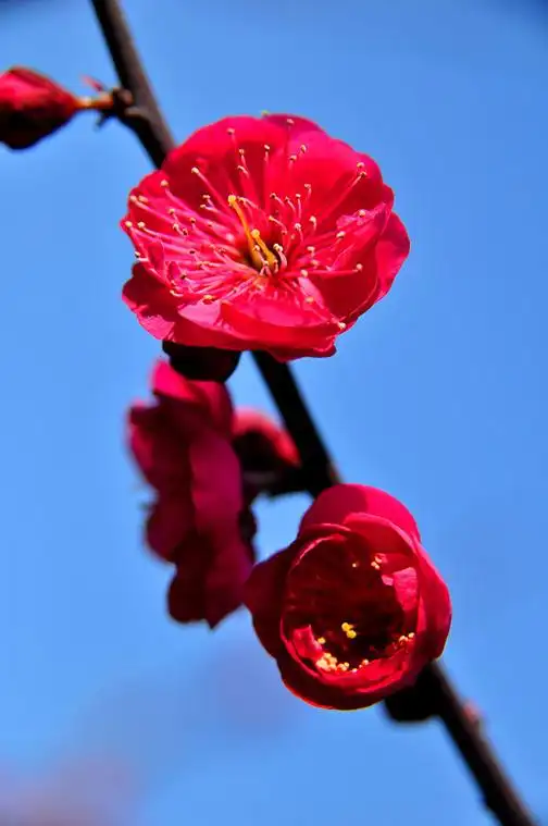 唯美治愈的红梅,愿你抬头皆美好,所见皆温柔