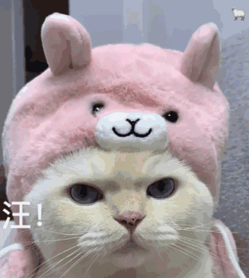 猫狗 表情包 头像 - 堆糖,美图壁纸兴趣社区