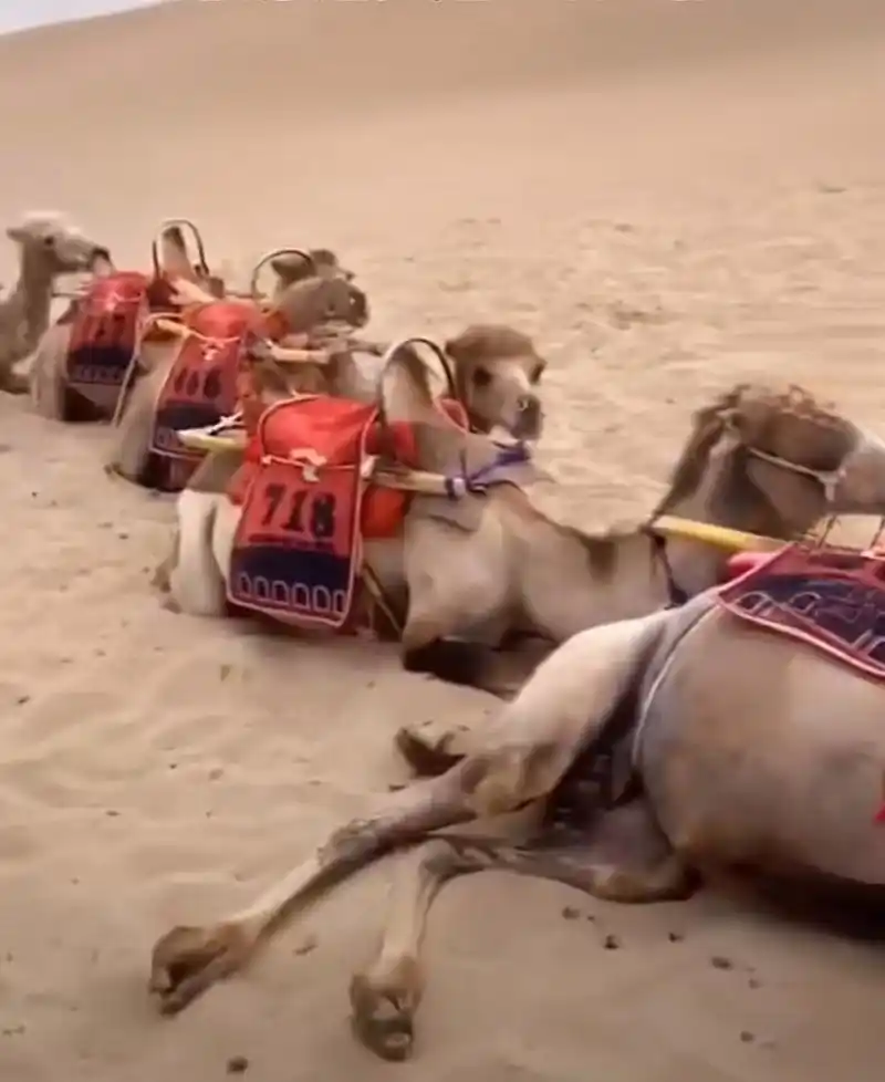 压死骆驼的可能不是最后一根稻草,而是排队等候的游客!