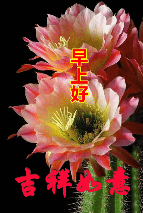 630_940竖版 竖屏gif 动态图 动图