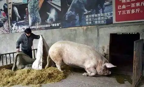 原创汶川地震被掩埋36天被挖出来仍活着的猪坚强现状怎样