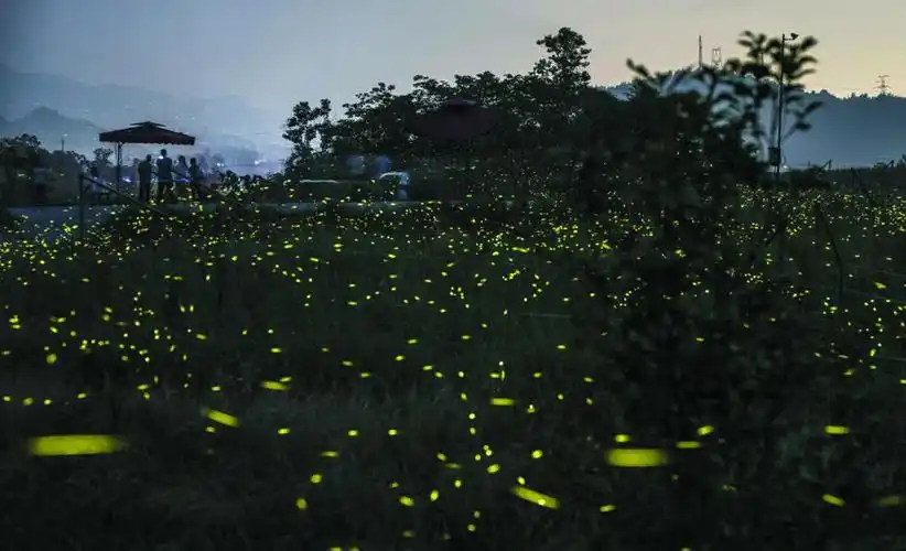 元邦萤火虫庄园夜景——漫天飞舞的萤火虫_爱奇艺.jpg