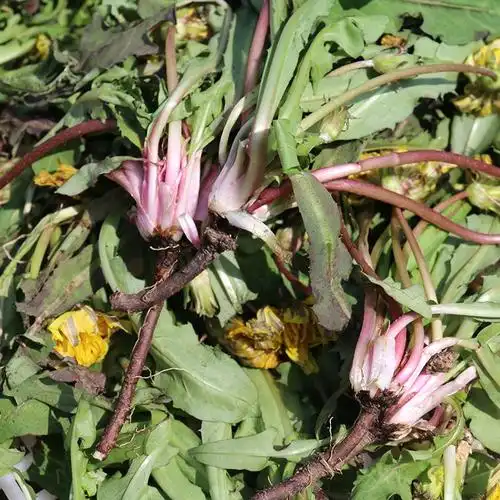 真假蒲公英图片(真假蒲公英图片对比 有毒)