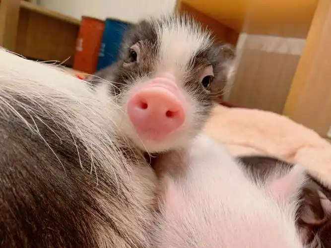 吉祥寺|40万一头的迷你猪猪99随便吸?