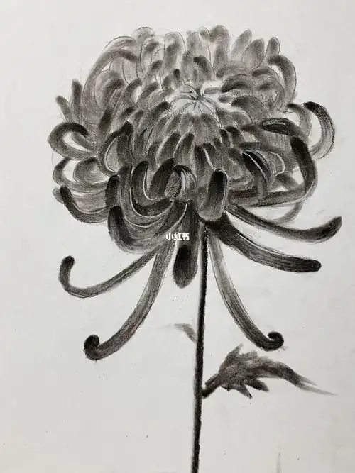 素描菊花教程