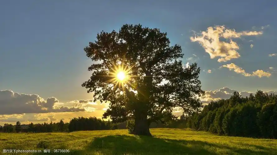 阳光树木图片