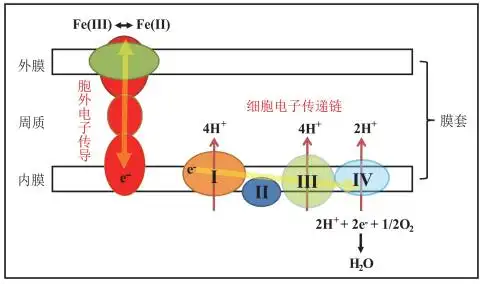 微生物和含铁矿物之间的电子交换