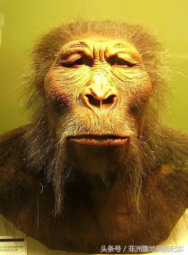 北京猿人(中国)