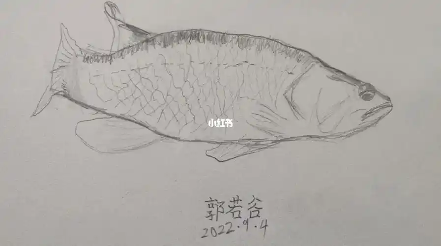 画鲈鱼速写画鱼