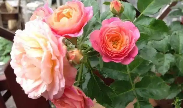 月季品种小魔女甜心真的超级甜