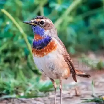 丹顶鹤上榜(传说中的仙鹤) 中国十大名鸟-方日排行