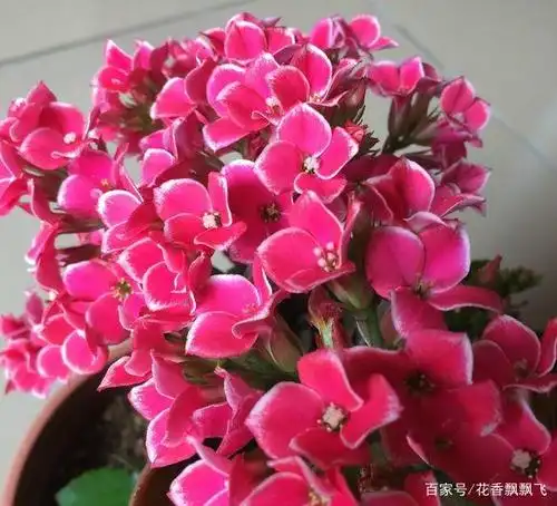 克拉拉第2季度 多色粉红色,花瓣稍透明,不同光线会变色;花形美观,皮肤