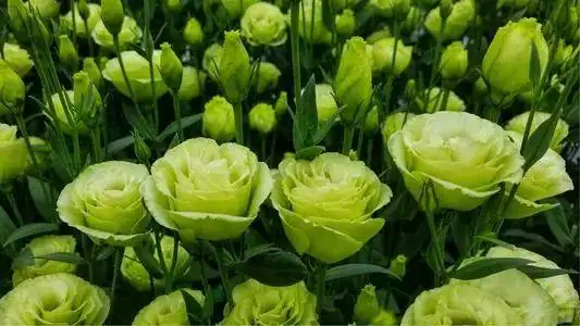 绿色的花朵,你见过吗?这5种绿色花,各个都是珍品,见过的人不多