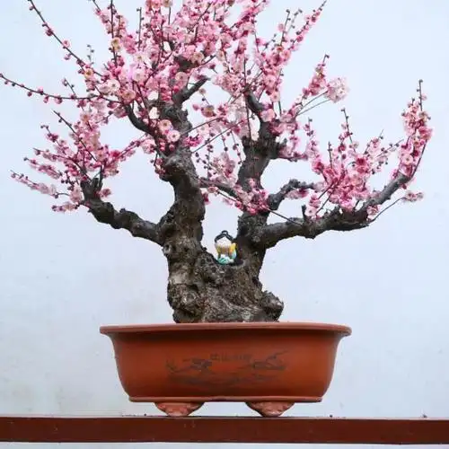 古猗园梅花盆景"凌寒独自开"