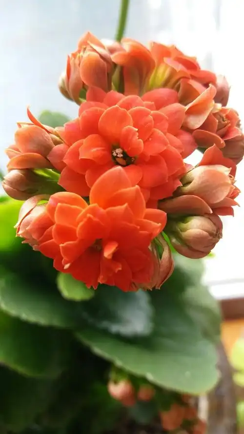 最美长寿花.留个记念.自己亲手养活的.赞赞赞