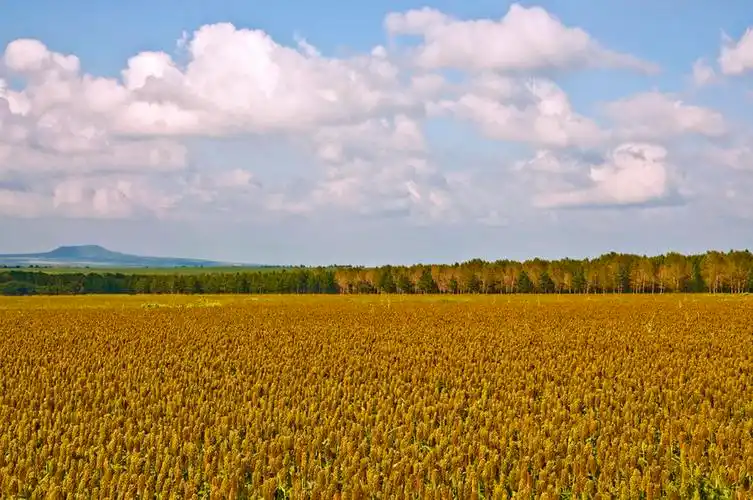 辽阔东北大地上的红高梁