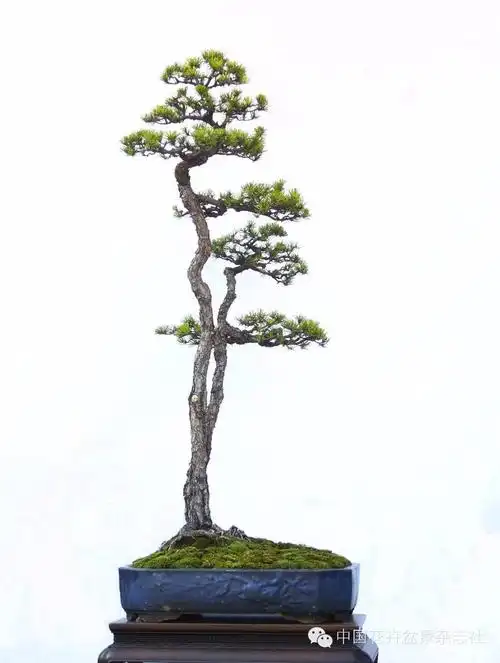 画境诗境禅境文人树盆景系列讲座四