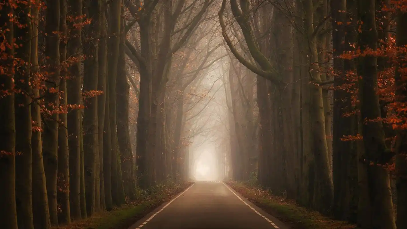 风景壁纸,唯美,高清,清新,森林,自然风光,壁纸,1920x1080