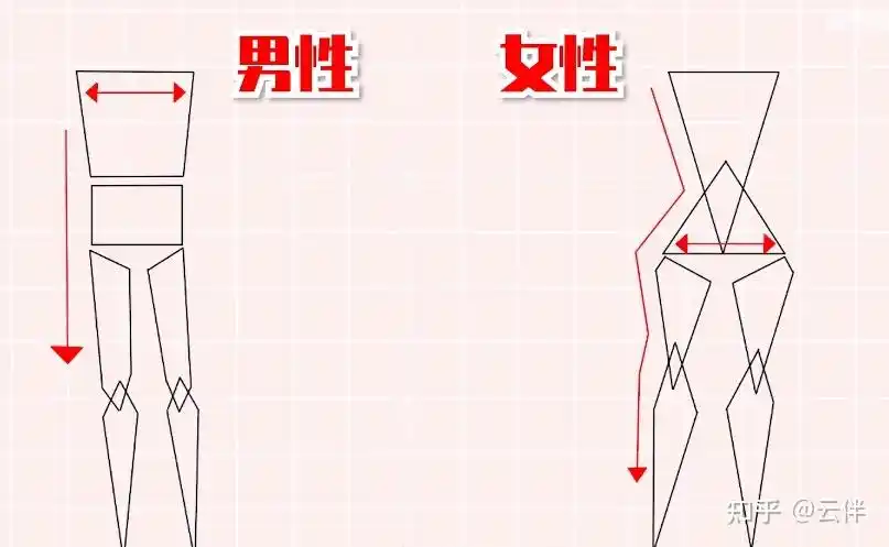 【人体板绘教程】人体板绘画不好,男女体型的差异画法!