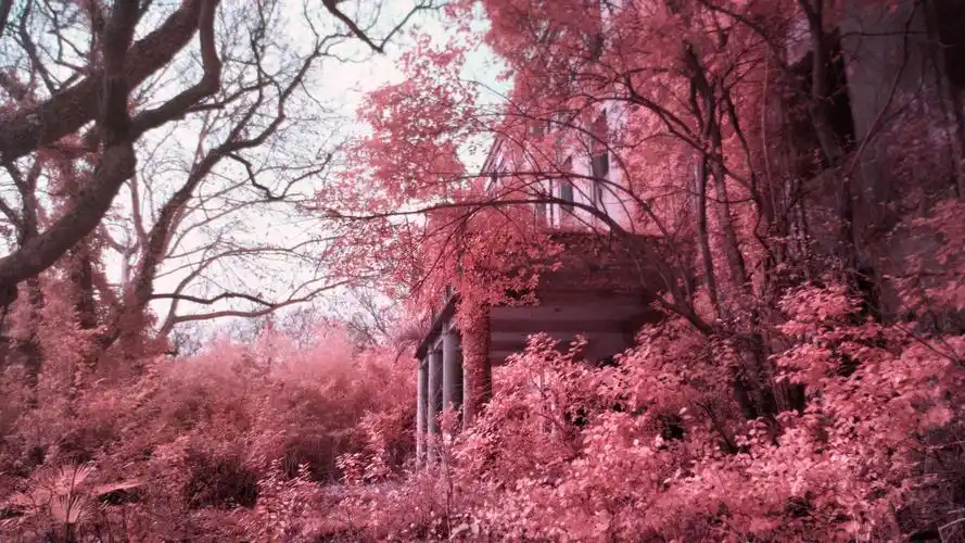 手机红外摄影/粉红色的回忆