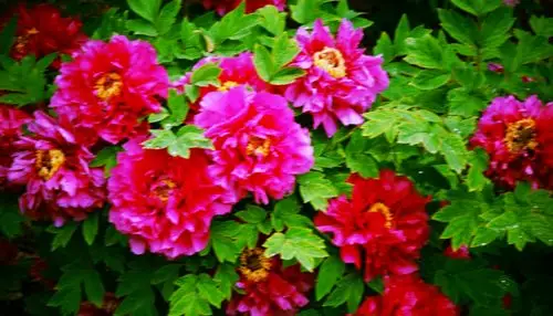 富贵吉祥牡丹花