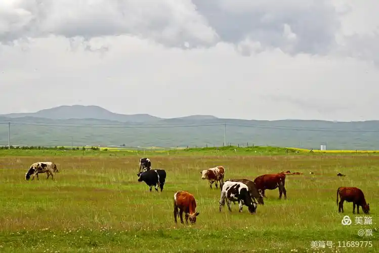牛羊成群悠闲自得的在草原上吃草