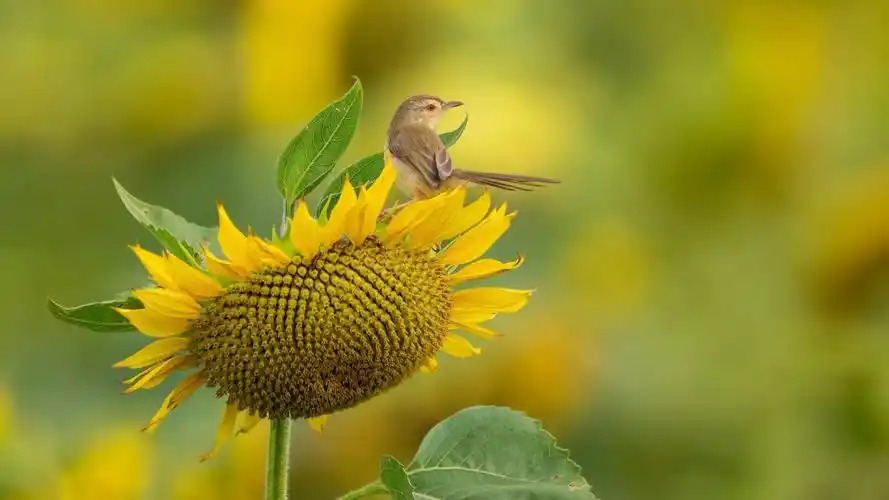 生机勃勃的自然风景动态壁纸- 小清新壁纸,动态壁纸下载,蝴蝶高清图片