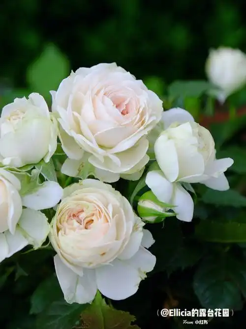 白色系月季的夏花