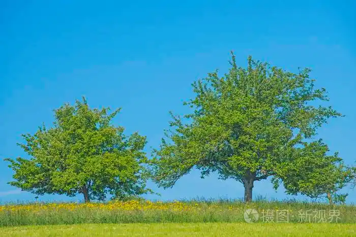 蓝天上绿树成荫的绿草甸