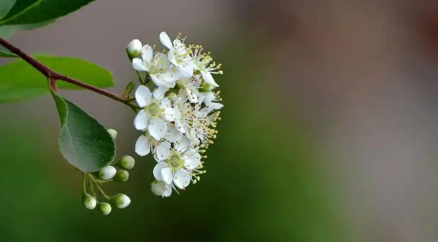 白色的火棘花图片