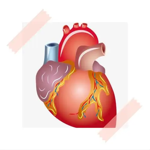 智力幼儿园大四班公开课——《跳动的心脏》
