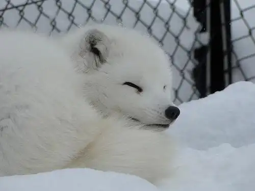 北海道之白狐狸 | flickr – 相片分享!