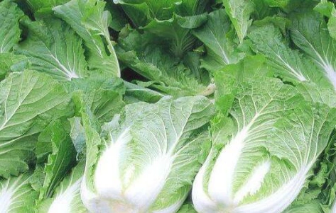 白菜苗期管理技术手把手教您种出高产高质好白菜