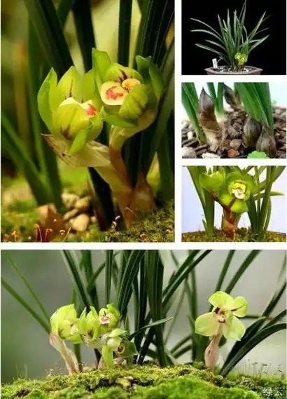 兰花品种名称及图片(最贵的兰花1500万)_po百科