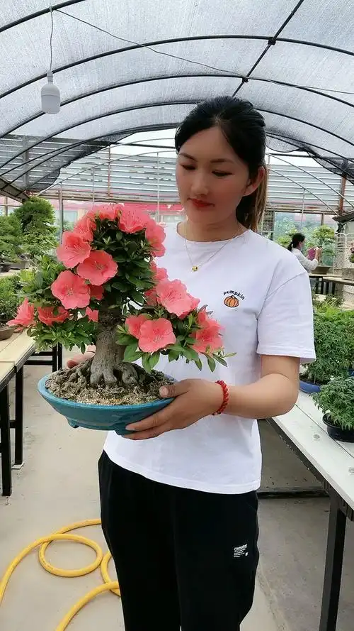 进口杜鹃.若惠比须